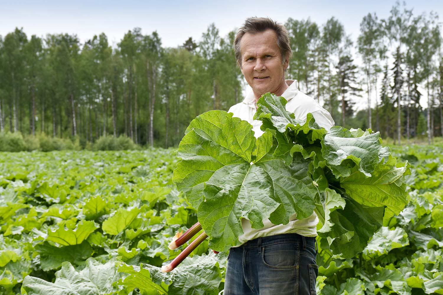 Olle vid ett rabarberfält